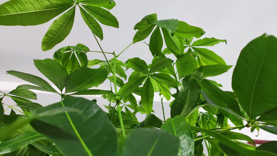 发财树苗一年能长多粗？发财树幼苗一年能长多大？-第5张图片-优品飞百科