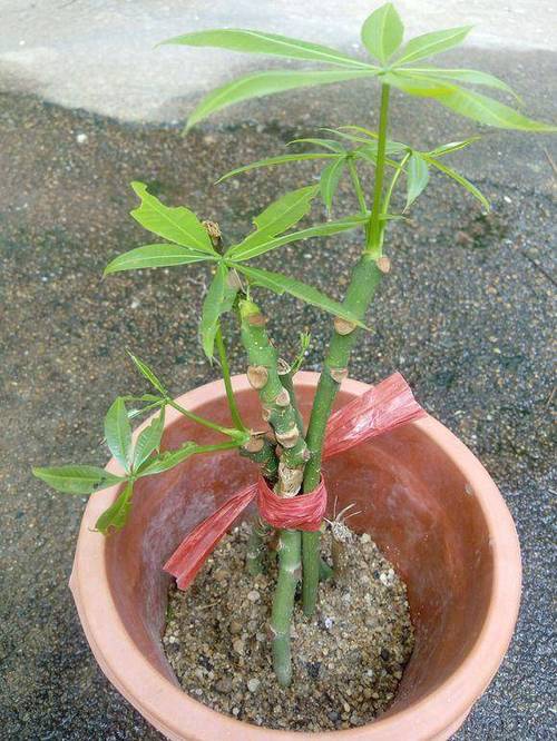 发财树苗一年能长多粗？发财树幼苗一年能长多大？-第6张图片-优品飞百科