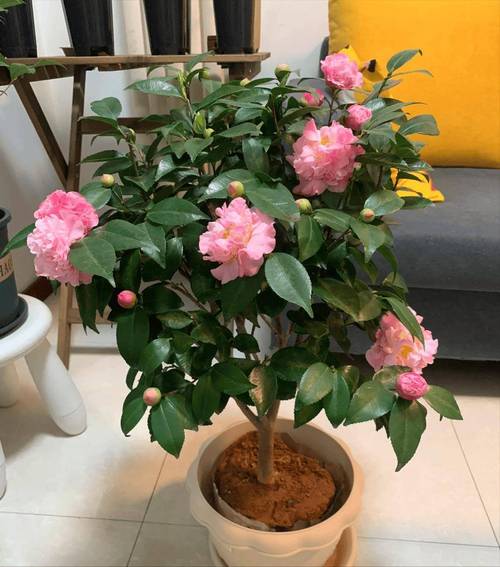 刚买回来的茶花怎么养，刚买回来的茶花怎么养护？-第3张图片-优品飞百科