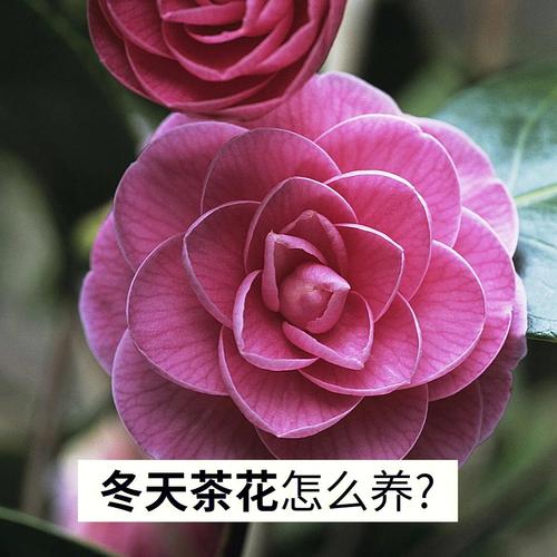 刚买回来的茶花怎么养，刚买回来的茶花怎么养护？-第4张图片-优品飞百科