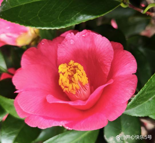 刚买回来的茶花怎么养，刚买回来的茶花怎么养护？-第5张图片-优品飞百科