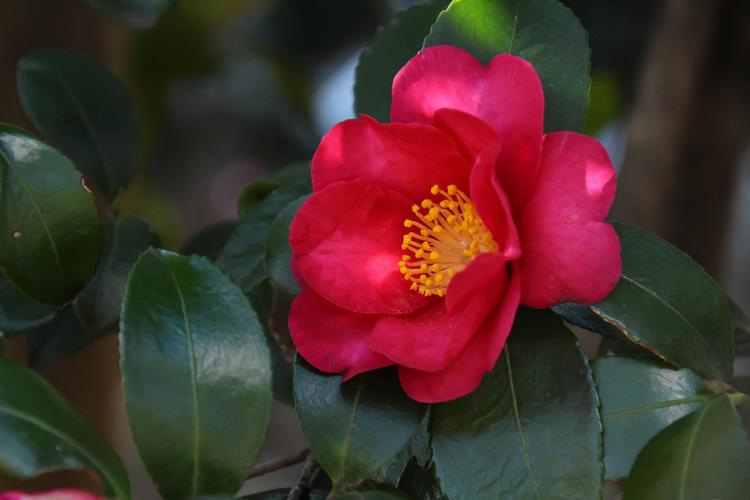 刚买回来的茶花怎么养，刚买回来的茶花怎么养护？-第6张图片-优品飞百科