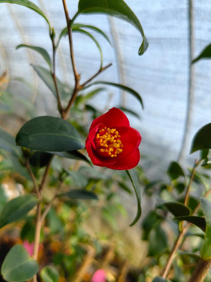 刚买回来的茶花怎么养，刚买回来的茶花怎么养护？-第7张图片-优品飞百科