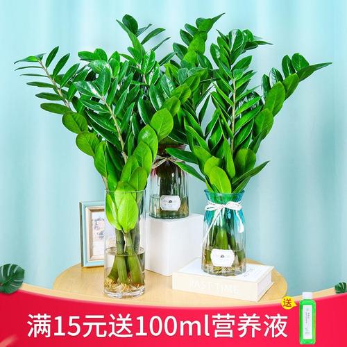 金钱树可以水养吗,金钱树可以长期水培吗?-第4张图片-优品飞百科 金钱树可以水养吗,金钱树可以长期水培吗?-第4张图片-优品飞百科