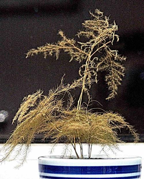 花快死了也别扔?花快要死了用什么词来形容?-第3张图片-优品飞百科 花快死了也别扔?花快要死了用什么词来形容?-第3张图片-优品飞百科