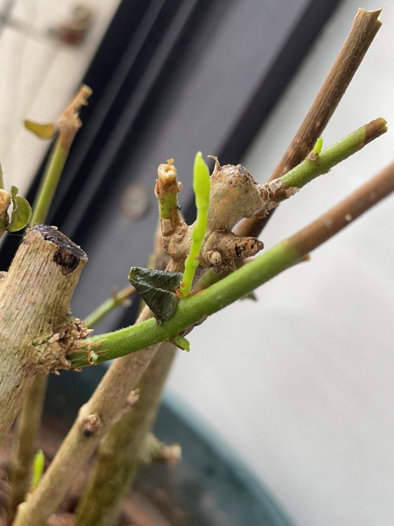 花快死了也别扔?花快要死了用什么词来形容?-第5张图片-优品飞百科 花快死了也别扔?花快要死了用什么词来形容?-第5张图片-优品飞百科