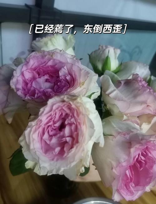 花快死了也别扔?花快要死了用什么词来形容?-第6张图片-优品飞百科 花快死了也别扔?花快要死了用什么词来形容?-第6张图片-优品飞百科