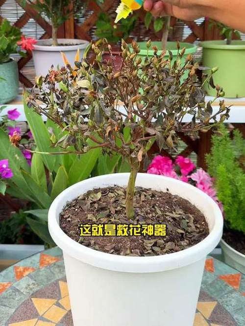 花快死了也别扔?花快要死了用什么词来形容?-第8张图片-优品飞百科 花快死了也别扔?花快要死了用什么词来形容?-第8张图片-优品飞百科