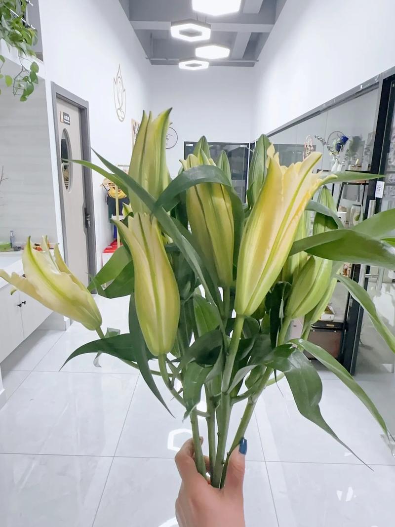 如何在家种植百合花，家里怎样种百合花？-第1张图片-优品飞百科