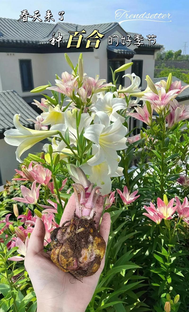 如何在家种植百合花，家里怎样种百合花？-第3张图片-优品飞百科