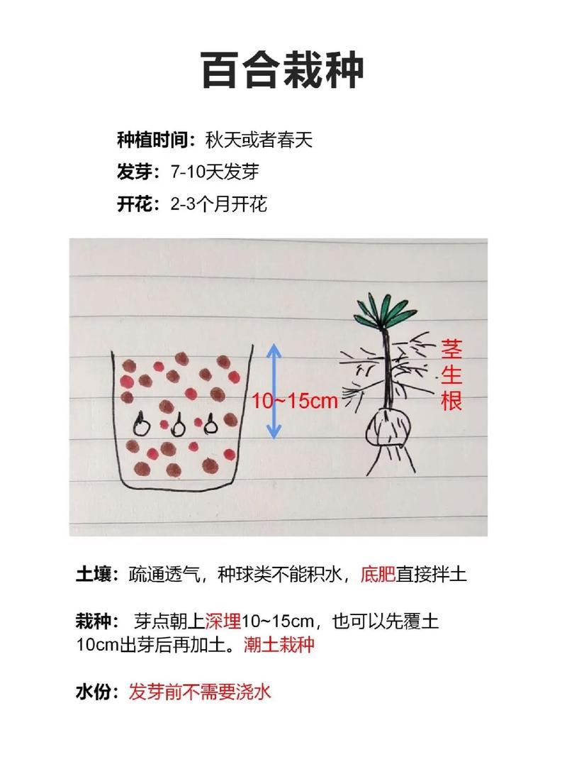 如何在家种植百合花，家里怎样种百合花？-第4张图片-优品飞百科
