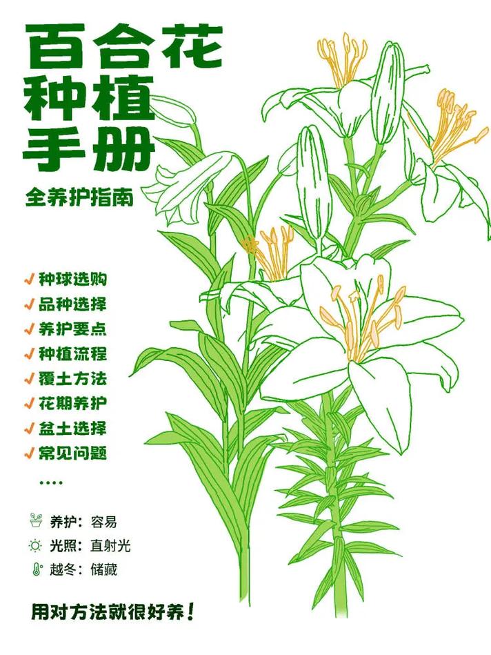 如何在家种植百合花，家里怎样种百合花？-第5张图片-优品飞百科