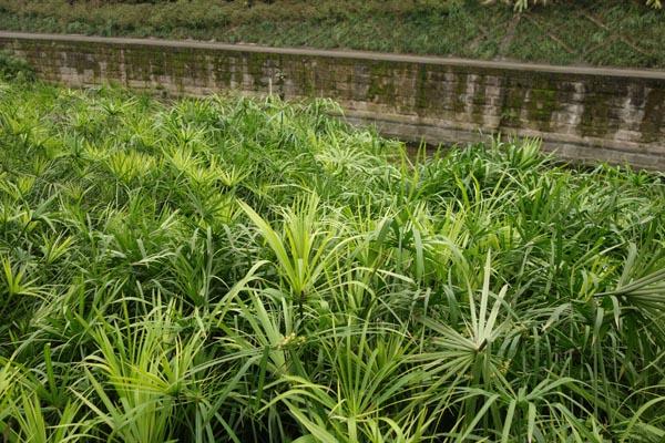 旱伞草的扦插繁殖,旱伞草几月份移栽室内-第2张图片-优品飞百科 旱伞草的扦插繁殖,旱伞草几月份移栽室内-第2张图片-优品飞百科