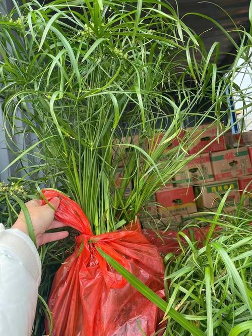 旱伞草的扦插繁殖,旱伞草几月份移栽室内-第3张图片-优品飞百科 旱伞草的扦插繁殖,旱伞草几月份移栽室内-第3张图片-优品飞百科