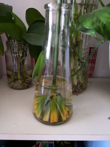 旱伞草的扦插繁殖,旱伞草几月份移栽室内-第5张图片-优品飞百科 旱伞草的扦插繁殖,旱伞草几月份移栽室内-第5张图片-优品飞百科