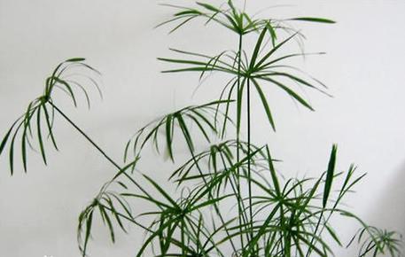 旱伞草的扦插繁殖,旱伞草几月份移栽室内-第6张图片-优品飞百科 旱伞草的扦插繁殖,旱伞草几月份移栽室内-第6张图片-优品飞百科