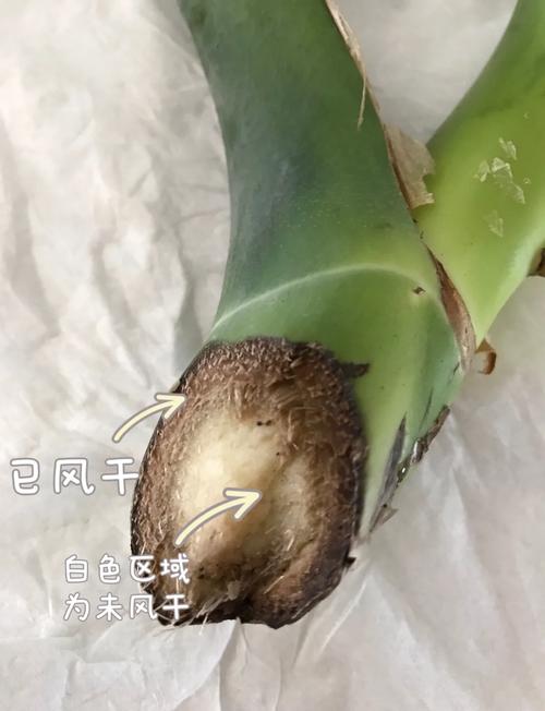 旱伞草的扦插繁殖,旱伞草几月份移栽室内-第8张图片-优品飞百科 旱伞草的扦插繁殖,旱伞草几月份移栽室内-第8张图片-优品飞百科