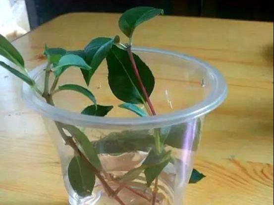 倒挂金钟水培生根方法，倒挂金钟水培多久生根？-第4张图片-优品飞百科