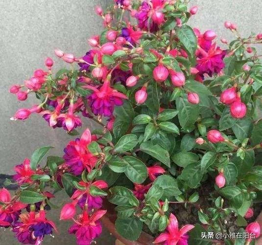 倒挂金钟水培生根方法，倒挂金钟水培多久生根？-第6张图片-优品飞百科