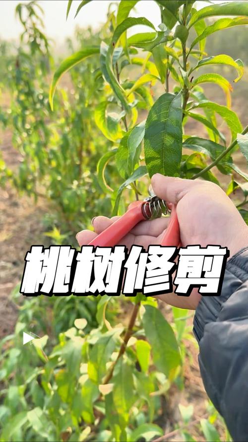 核桃树的修剪技术?核桃树修剪技术图解 方法?-第1张图片-优品飞百科 核桃树的修剪技术?核桃树修剪技术图解 方法?-第1张图片-优品飞百科