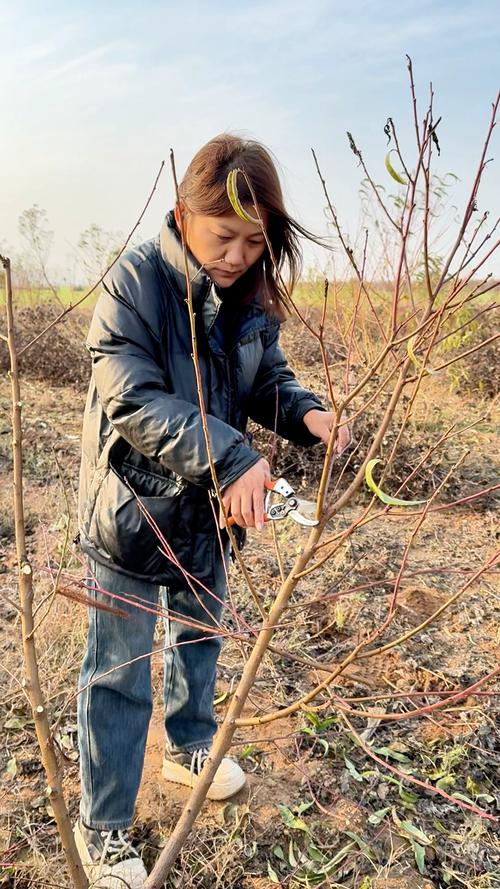 核桃树的修剪技术?核桃树修剪技术图解 方法?-第2张图片-优品飞百科 核桃树的修剪技术?核桃树修剪技术图解 方法?-第2张图片-优品飞百科