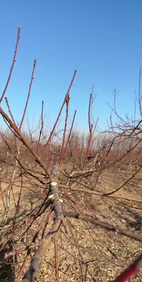 核桃树的修剪技术?核桃树修剪技术图解 方法?-第4张图片-优品飞百科 核桃树的修剪技术?核桃树修剪技术图解 方法?-第4张图片-优品飞百科