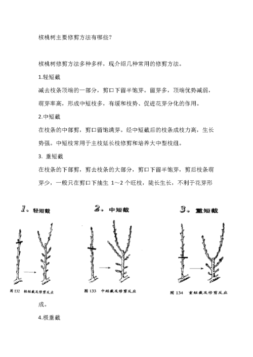 核桃树的修剪技术?核桃树修剪技术图解 方法?-第3张图片-优品飞百科 核桃树的修剪技术?核桃树修剪技术图解 方法?-第3张图片-优品飞百科
