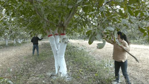 核桃树的修剪技术?核桃树修剪技术图解 方法?-第5张图片-优品飞百科 核桃树的修剪技术?核桃树修剪技术图解 方法?-第5张图片-优品飞百科