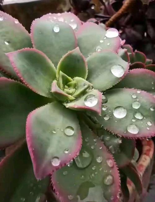 多肉淋“雷雨”，多肉淋雨有什么好处-第2张图片-优品飞百科