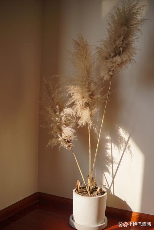 自制芦苇干花？自制芦苇干花染色？