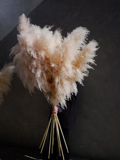 自制芦苇干花？自制芦苇干花染色？-第3张图片-优品飞百科