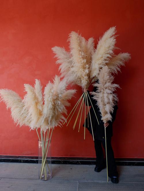 自制芦苇干花？自制芦苇干花染色？-第4张图片-优品飞百科