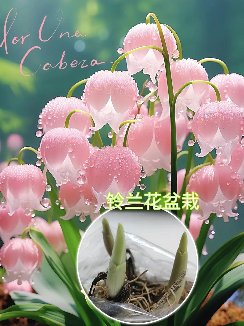 铃兰开花后怎么办？铃兰花开花后怎么促成栽培？-第2张图片-优品飞百科