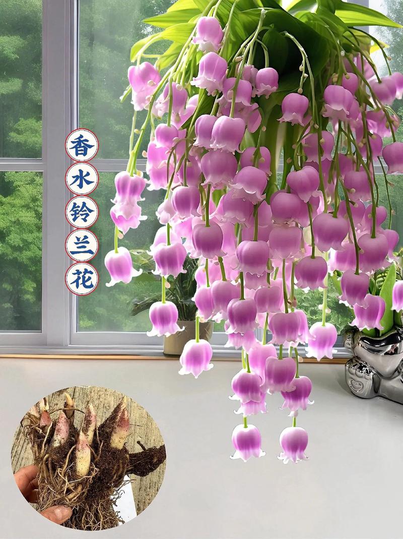 铃兰开花后怎么办？铃兰花开花后怎么促成栽培？-第3张图片-优品飞百科