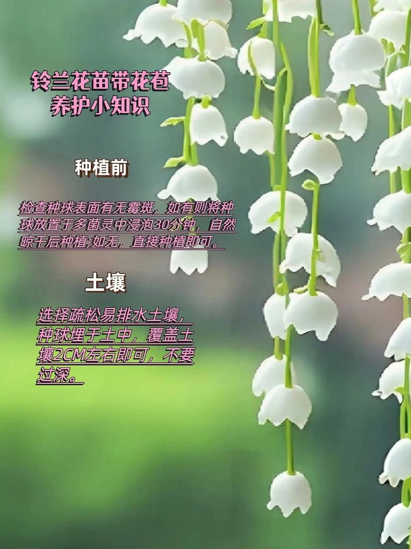 铃兰开花后怎么办？铃兰花开花后怎么促成栽培？-第4张图片-优品飞百科