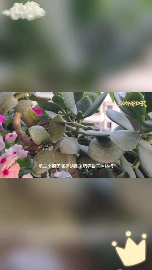 玉树叶子发黄打蔫怎么办，玉树叶子发黄了怎么办？-第1张图片-优品飞百科