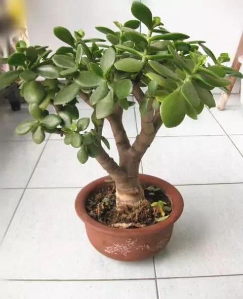 玉树叶子发黄打蔫怎么办，玉树叶子发黄了怎么办？-第3张图片-优品飞百科