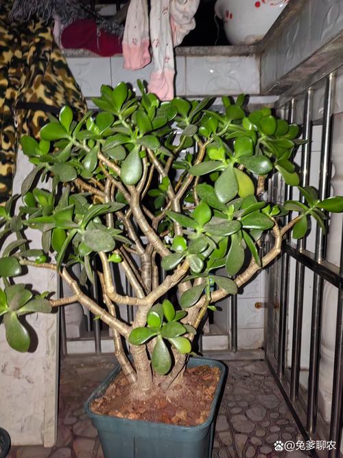 玉树叶子发黄打蔫怎么办，玉树叶子发黄了怎么办？-第4张图片-优品飞百科