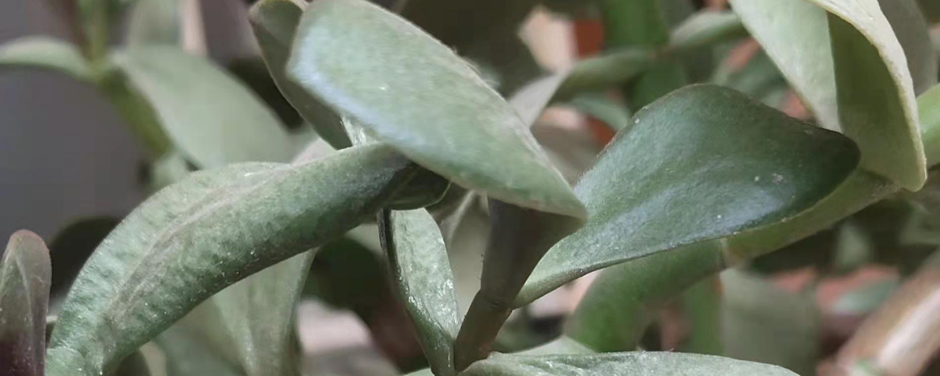 玉树叶子发黄打蔫怎么办，玉树叶子发黄了怎么办？-第5张图片-优品飞百科