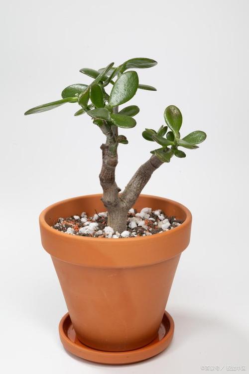 玉树叶子发黄打蔫怎么办，玉树叶子发黄了怎么办？-第7张图片-优品飞百科