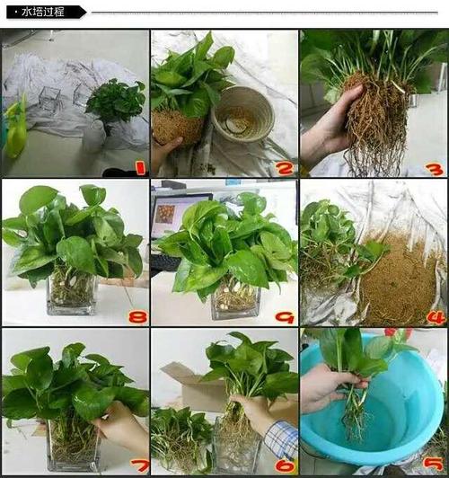 绿萝怎么移植到水里？绿萝怎么移植水培？-第3张图片-优品飞百科