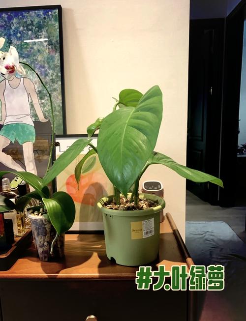 绿萝怎么移植到水里？绿萝怎么移植水培？-第4张图片-优品飞百科