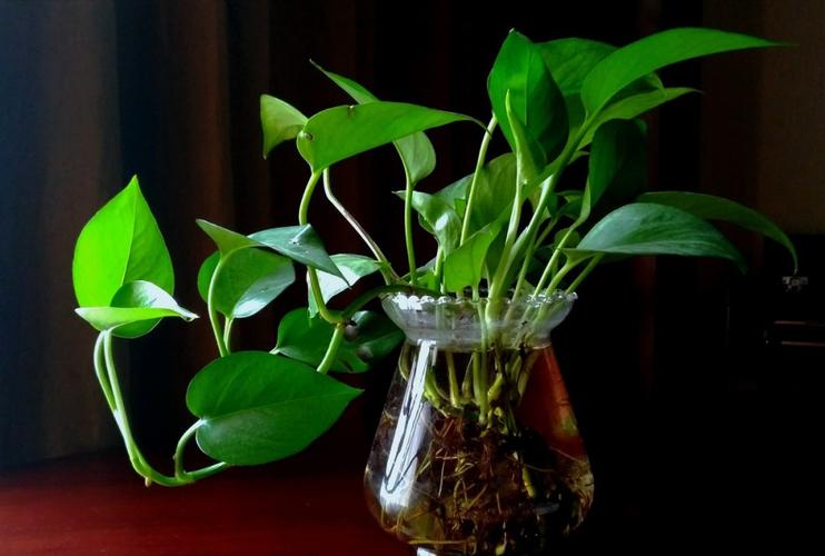 绿萝怎么移植到水里？绿萝怎么移植水培？-第5张图片-优品飞百科