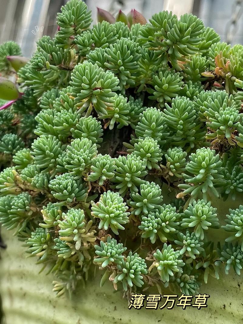 新买的薄雪万年草怎么养?薄雪万年草开花后如何打理?-第1张图片-优品飞百科 新买的薄雪万年草怎么养?薄雪万年草开花后如何打理?-第1张图片-优品飞百科