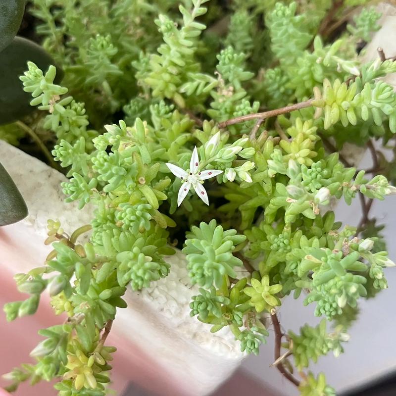 新买的薄雪万年草怎么养?薄雪万年草开花后如何打理?-第3张图片-优品飞百科 新买的薄雪万年草怎么养?薄雪万年草开花后如何打理?-第3张图片-优品飞百科