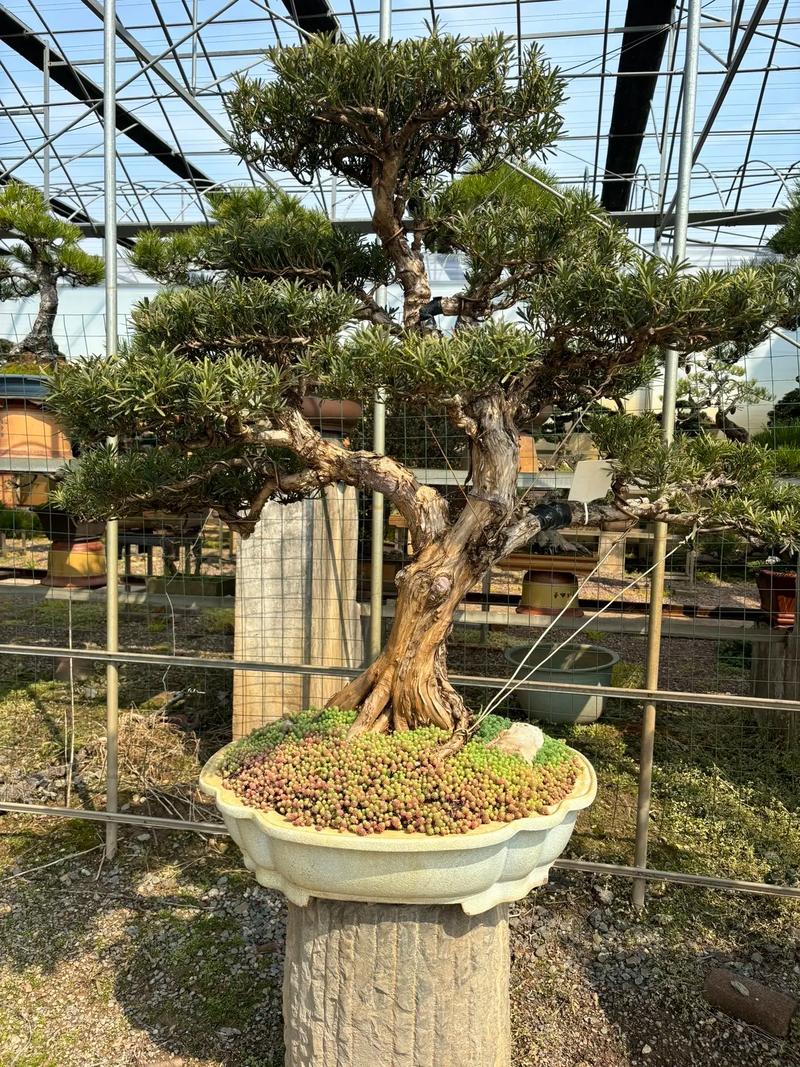 新买的薄雪万年草怎么养?薄雪万年草开花后如何打理?-第4张图片-优品飞百科 新买的薄雪万年草怎么养?薄雪万年草开花后如何打理?-第4张图片-优品飞百科