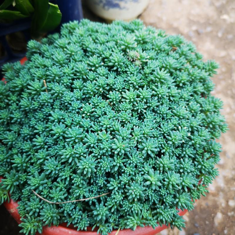 新买的薄雪万年草怎么养?薄雪万年草开花后如何打理?-第5张图片-优品飞百科 新买的薄雪万年草怎么养?薄雪万年草开花后如何打理?-第5张图片-优品飞百科