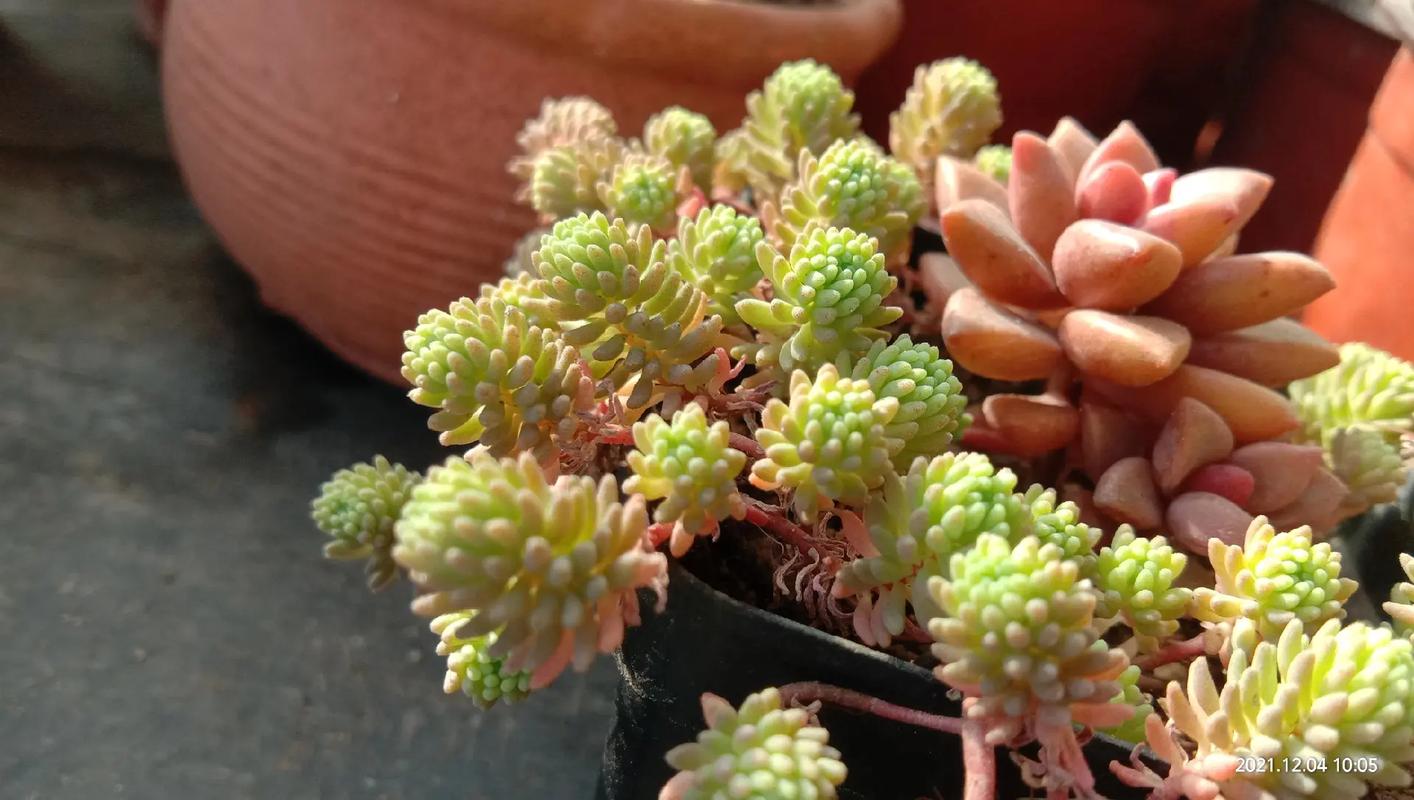 新买的薄雪万年草怎么养?薄雪万年草开花后如何打理?-第6张图片-优品飞百科 新买的薄雪万年草怎么养?薄雪万年草开花后如何打理?-第6张图片-优品飞百科