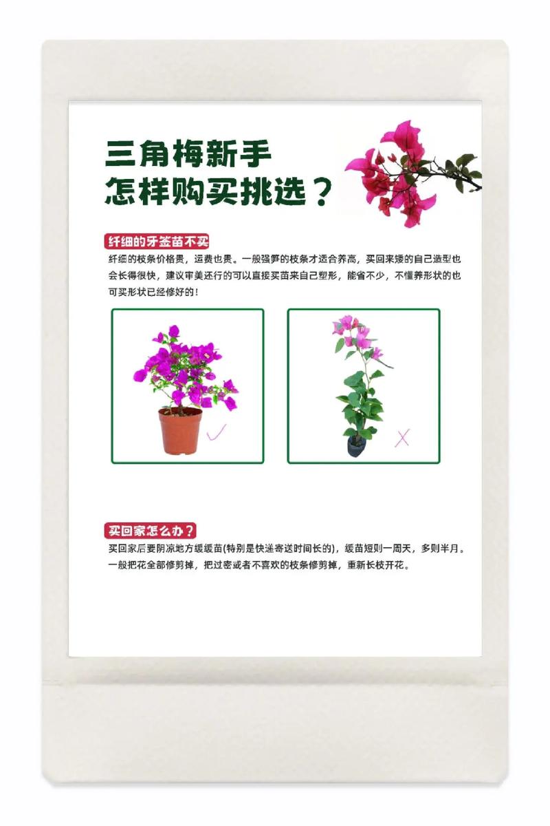 三角梅怎么养家庭养法？三角梅怎么养,养在家里好吗？