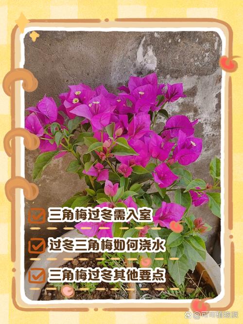 三角梅怎么养家庭养法？三角梅怎么养,养在家里好吗？-第4张图片-优品飞百科